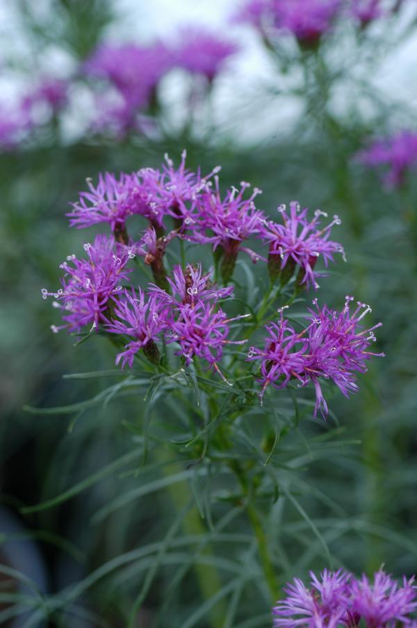 Vernonia lettermannii 'Iron Butterfly' Ironweed from Colesville Nursery