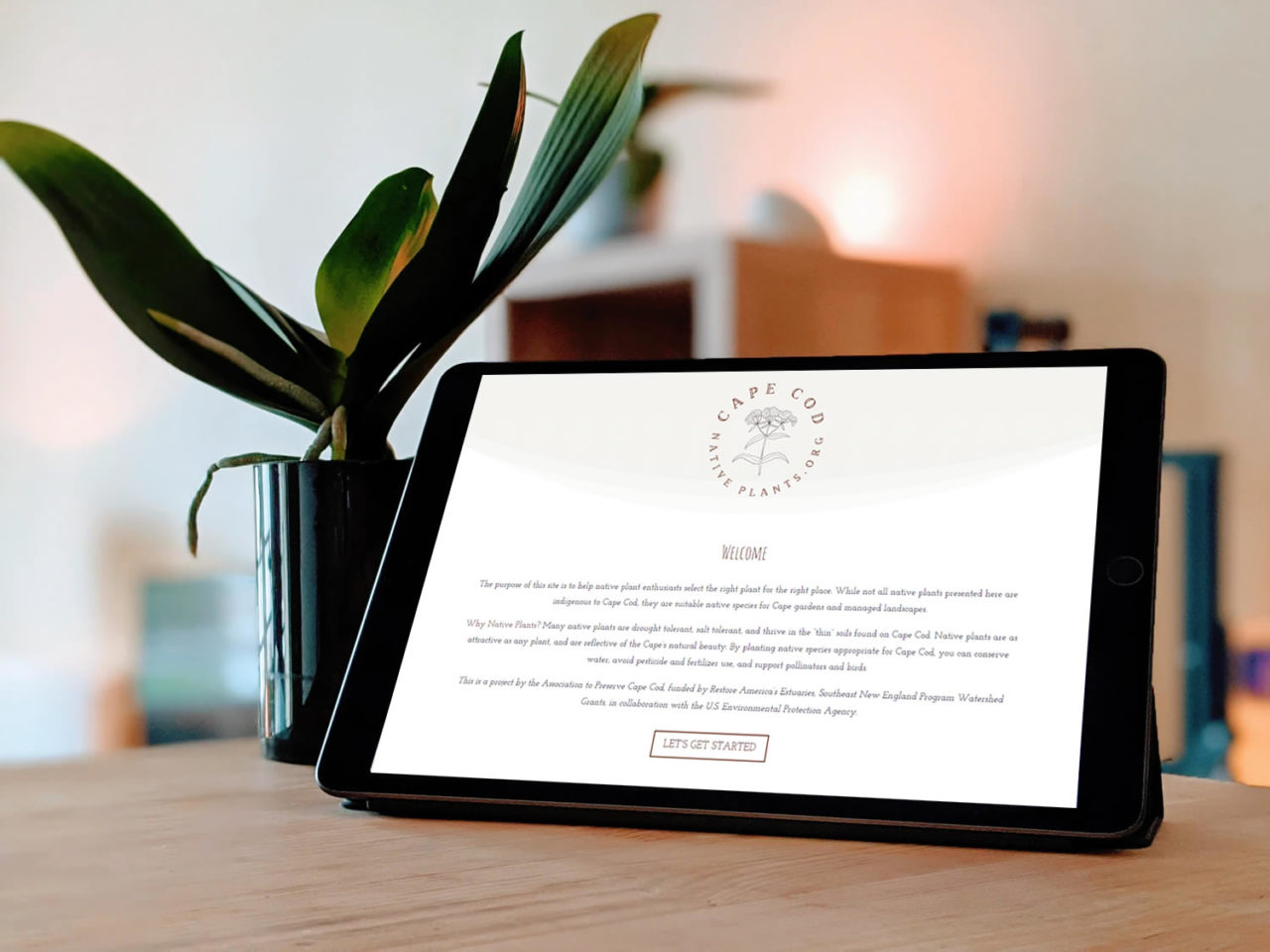 Cape Cod Native Plants Cape Cod Web Design and Development