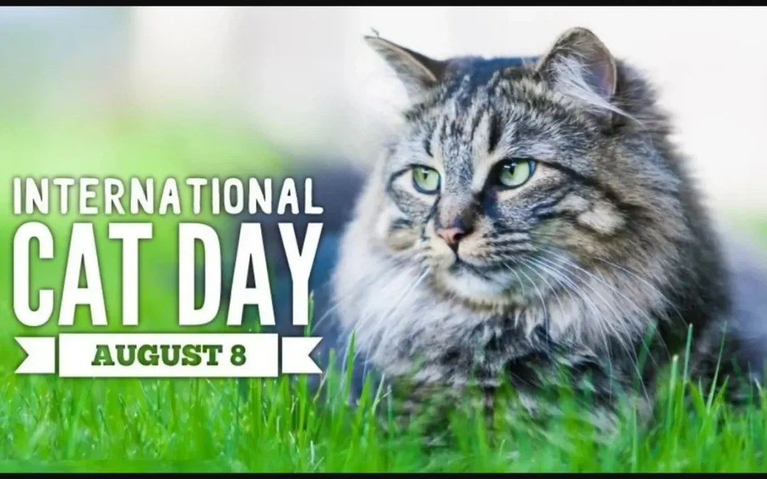 International Cat Day. Colin's Column