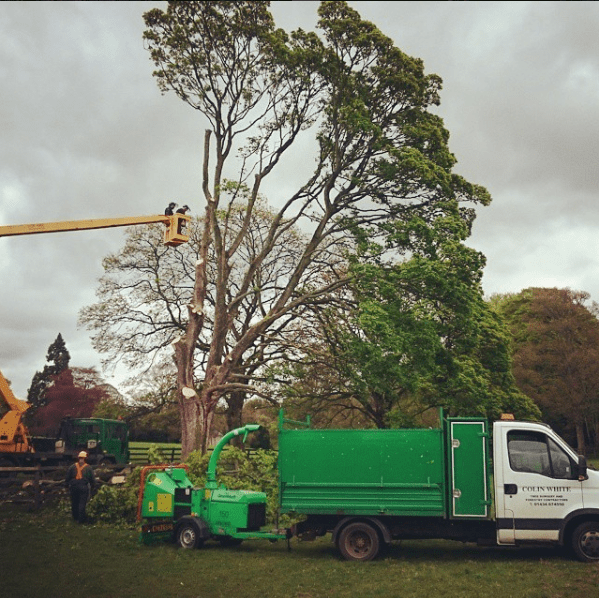 Tree Surgery & Felling Colin White Tree Surgery