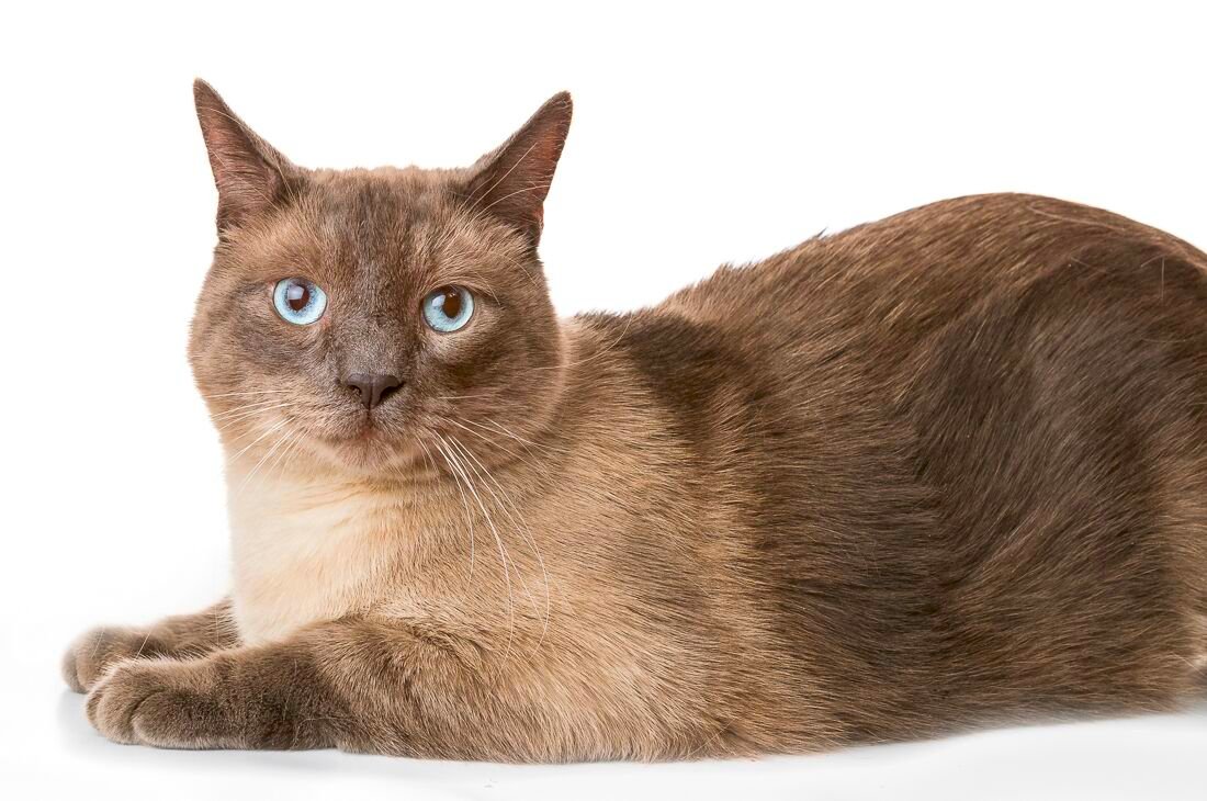 Sesame Collaborative Cats