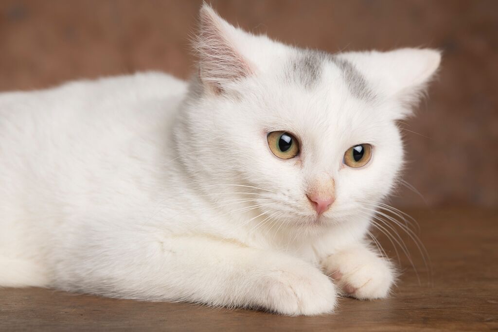 Snowball Collaborative Cats