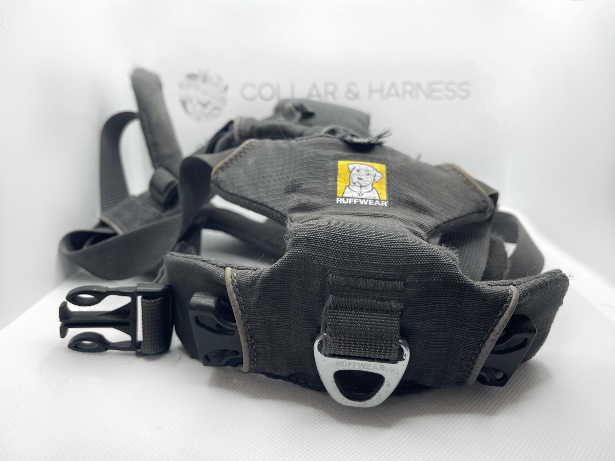 6 Best Jack Russell Harnesses Tried and Tested