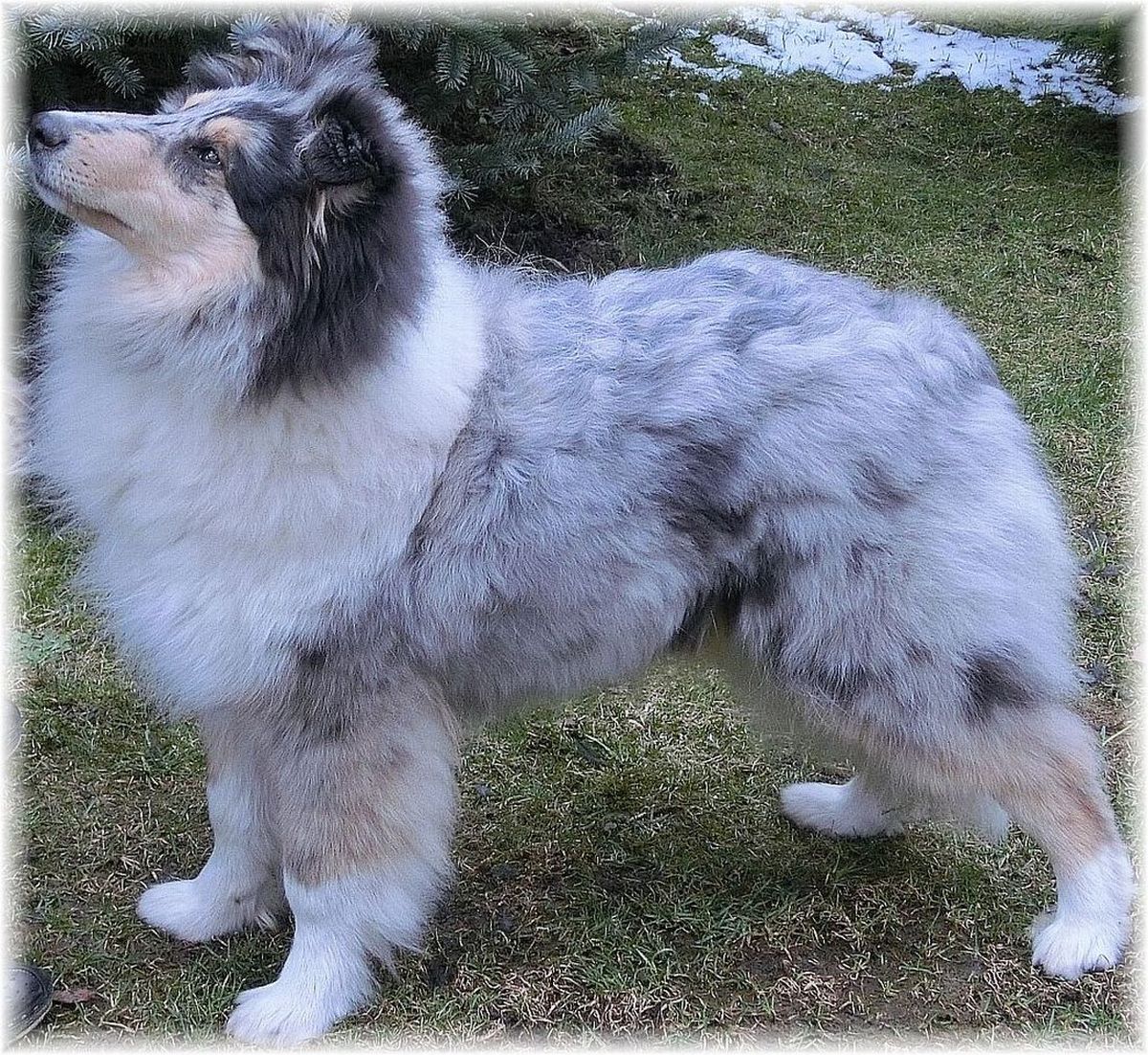 Collie stud dog collie dog breed Collie blue merle male