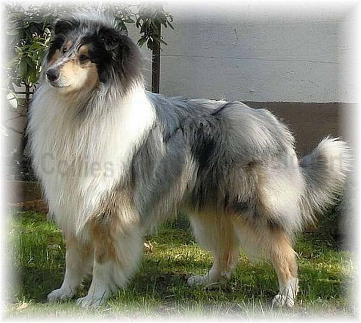 Collie stud dog collie dog breed Collie blue merle male