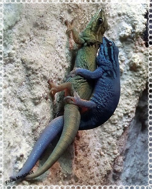 Himmelblauer Gecko Lygodactylus williamsi Blauer
