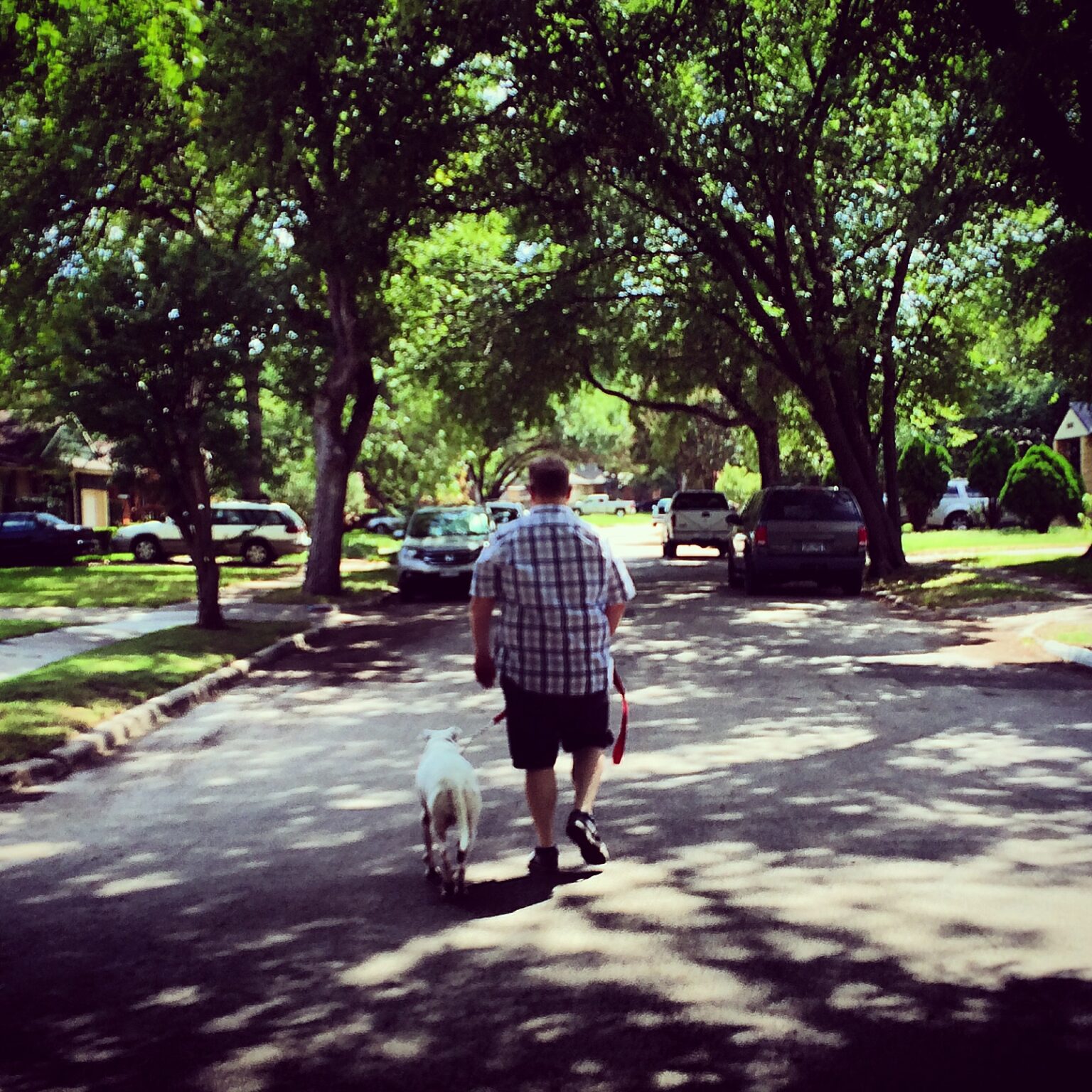 Reward Based Training Blog Boston Dog Trainer Blog Dog Trainer MA