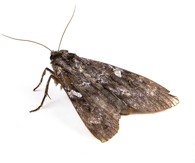 Getting Rid of Moths (Podcast) Colonial Pest Control