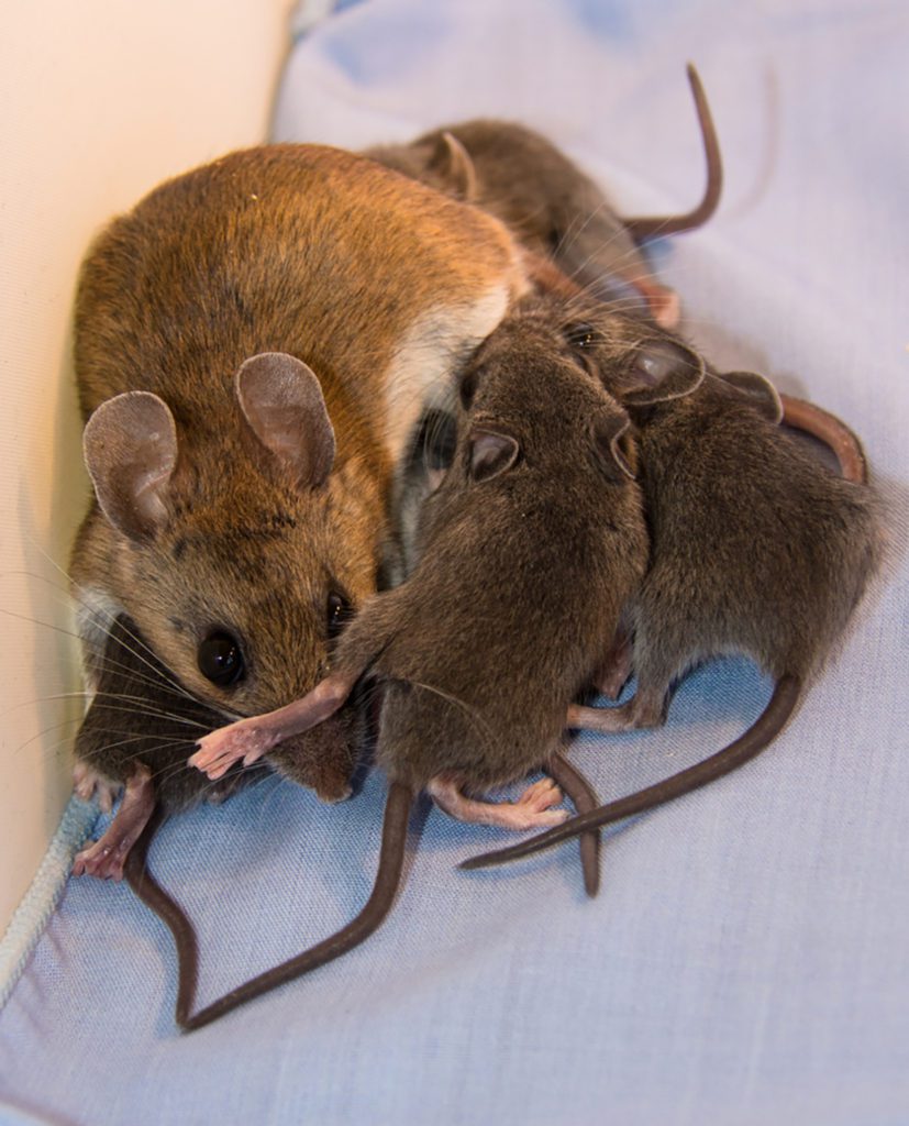 Mice & Rodent Pest Control in MA & NH Colonial Pest Control Inc.