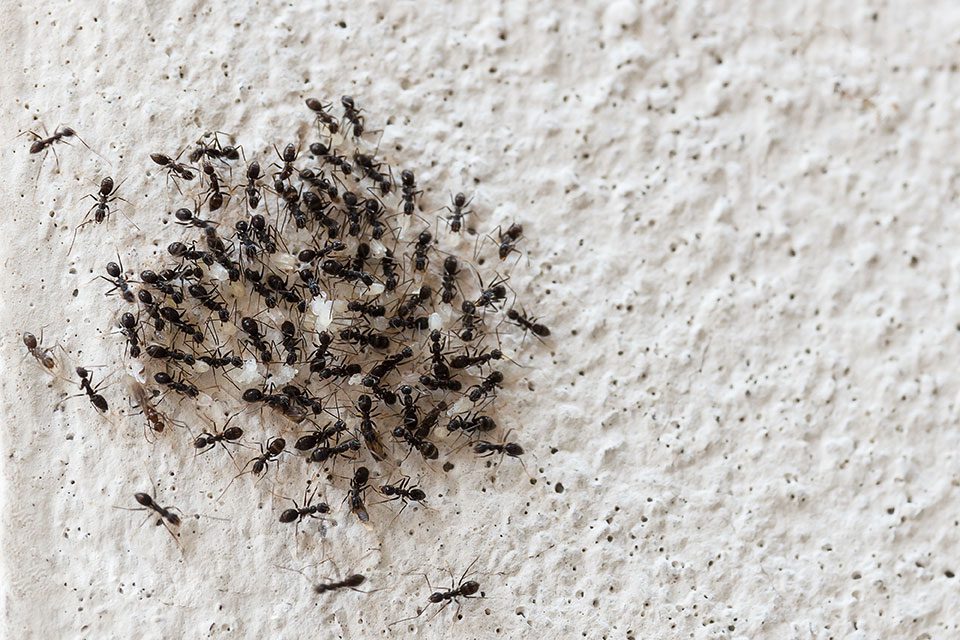 Winter Ant Problems (Podcast) Colonial Pest Control