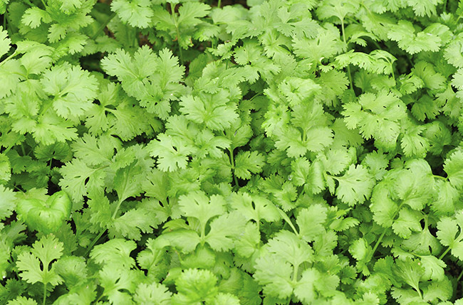 Cilantro ColoPac Produce, Inc.