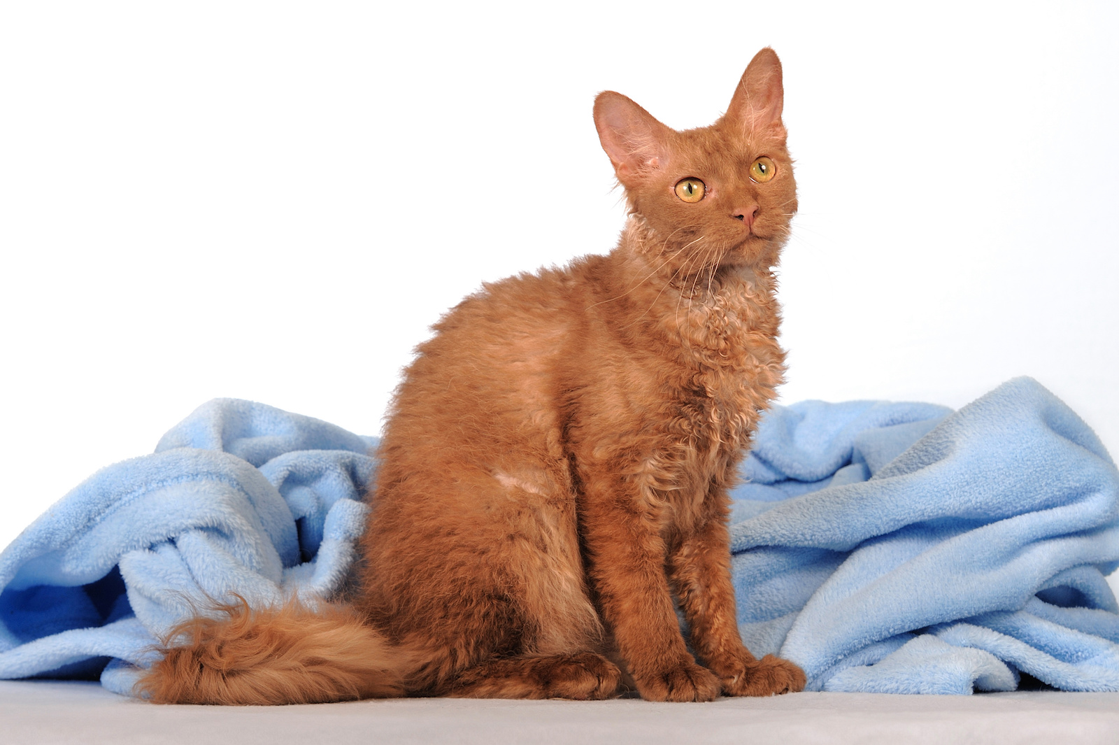 53 Most Colorful Cat Breeds in the World Color Meanings