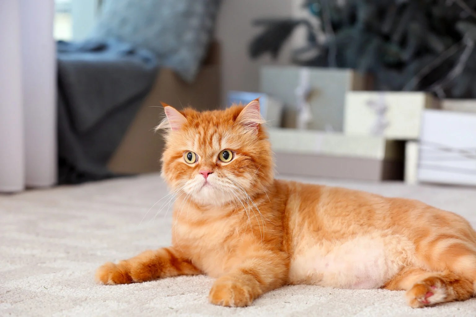 53 Most Colorful Cat Breeds in the World Color Meanings