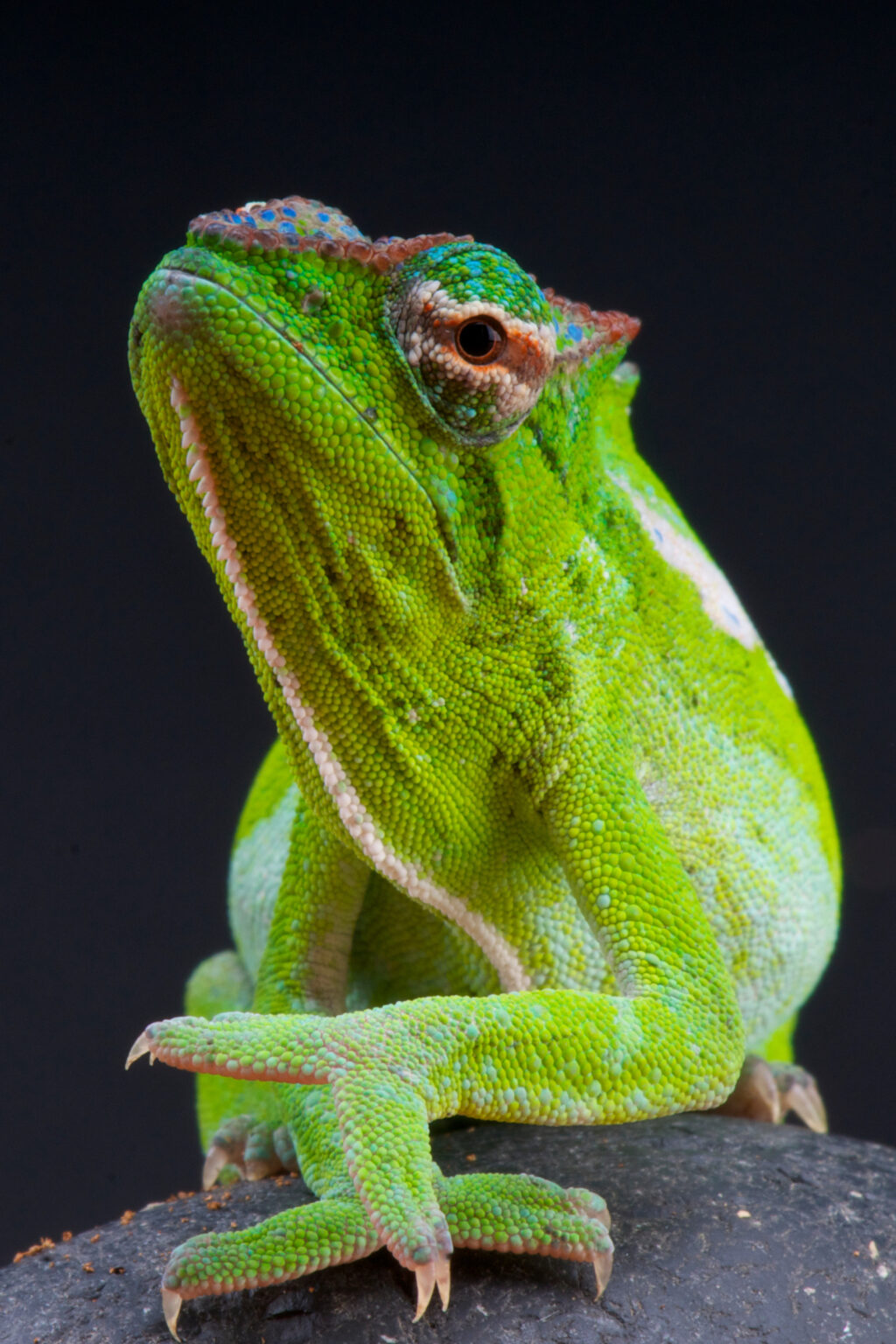 51 of the Most Colorful Chameleons in the World Color Meanings
