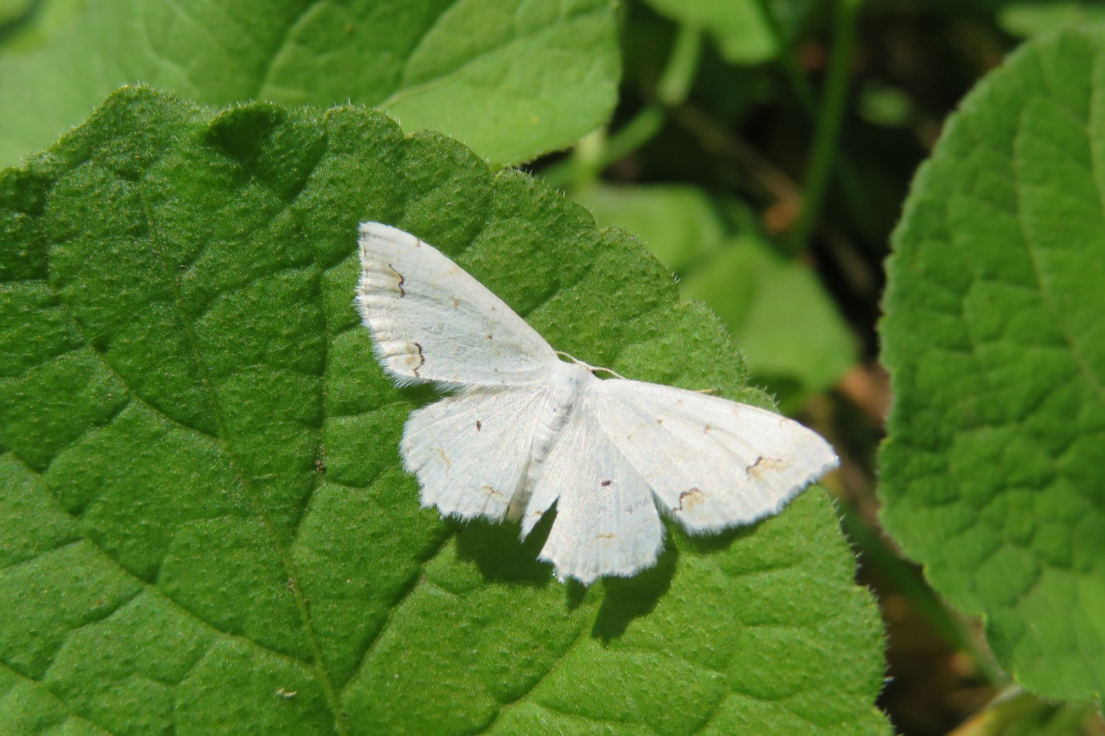 What Does White Butterfly Mean In Korean at Kimberly Wood blog