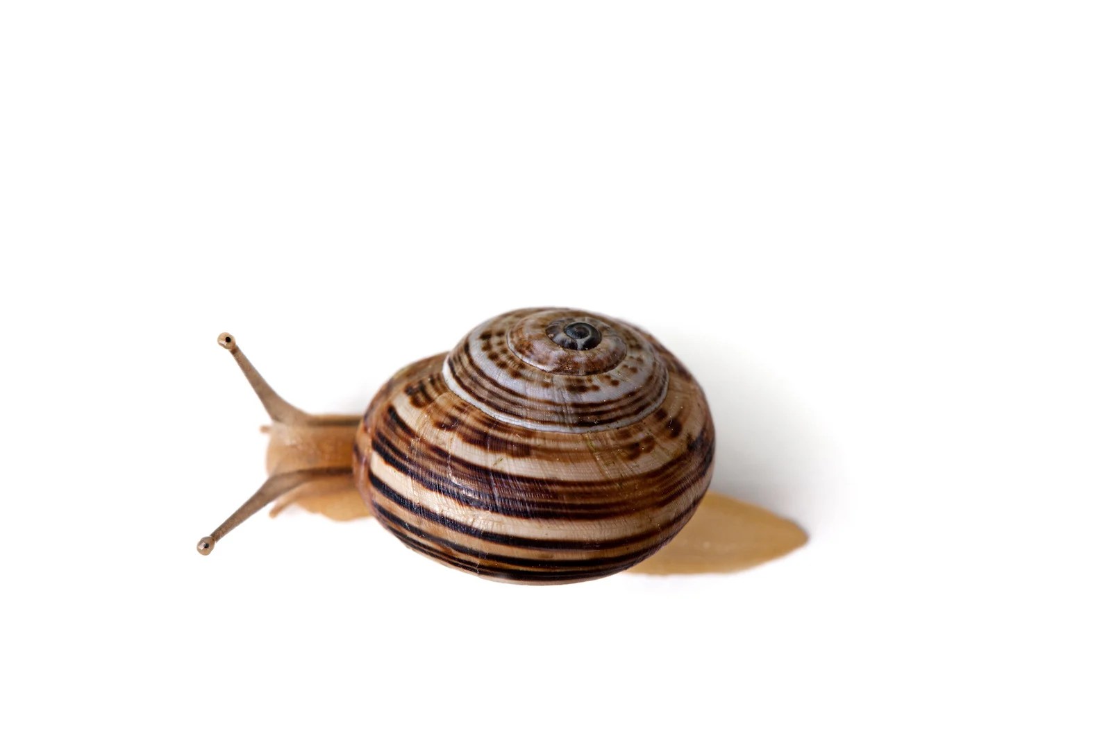 52 of the Most Colorful Snails in the World Color Meanings