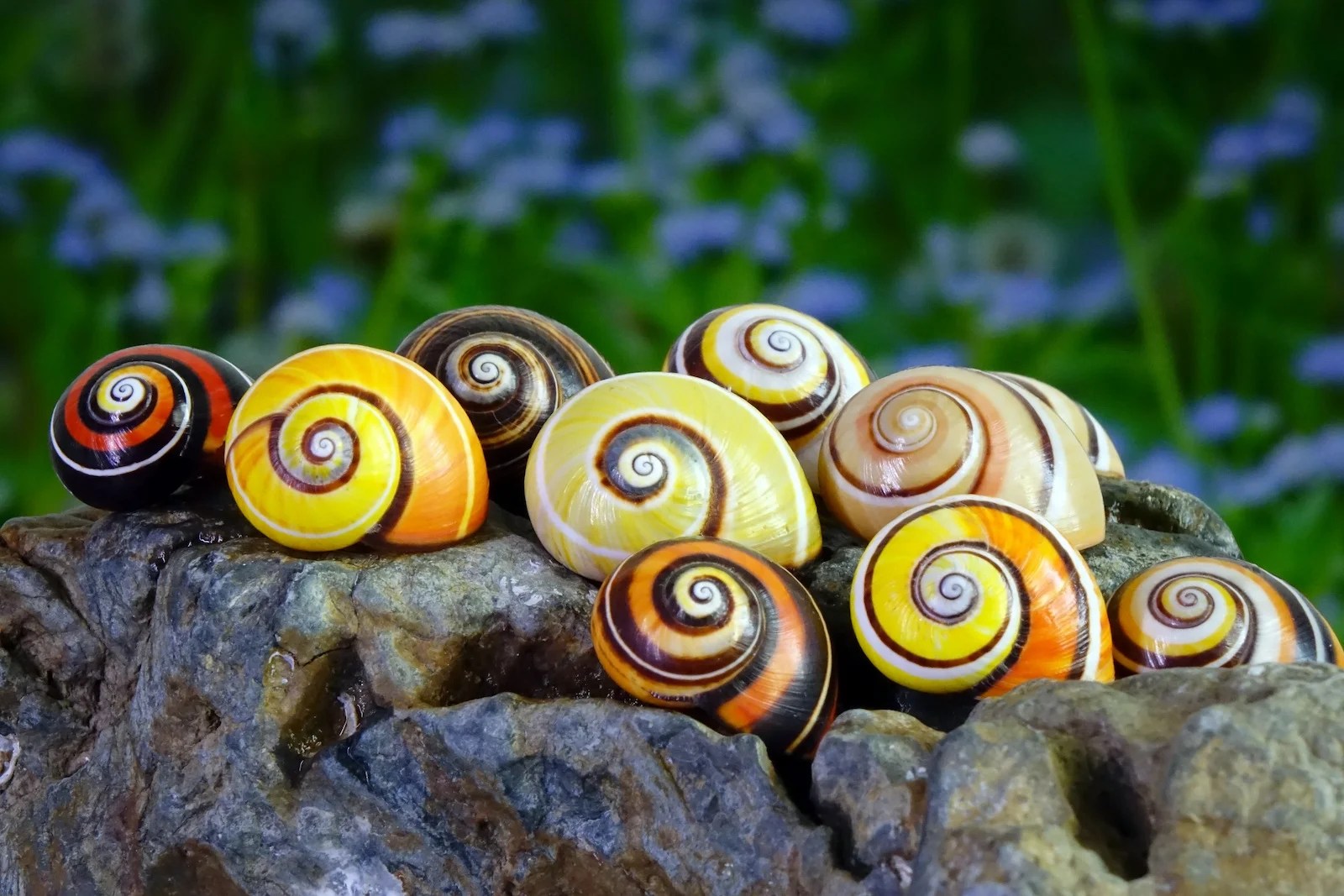 52 of the Most Colorful Snails in the World Color Meanings