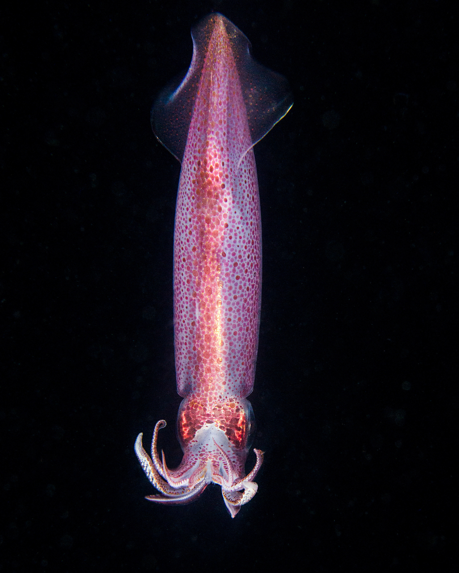 51 of the Most Colorful Octopuses and Squids in the World Color Meanings