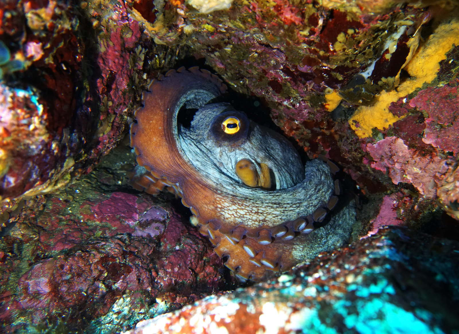 Octopus Color Change