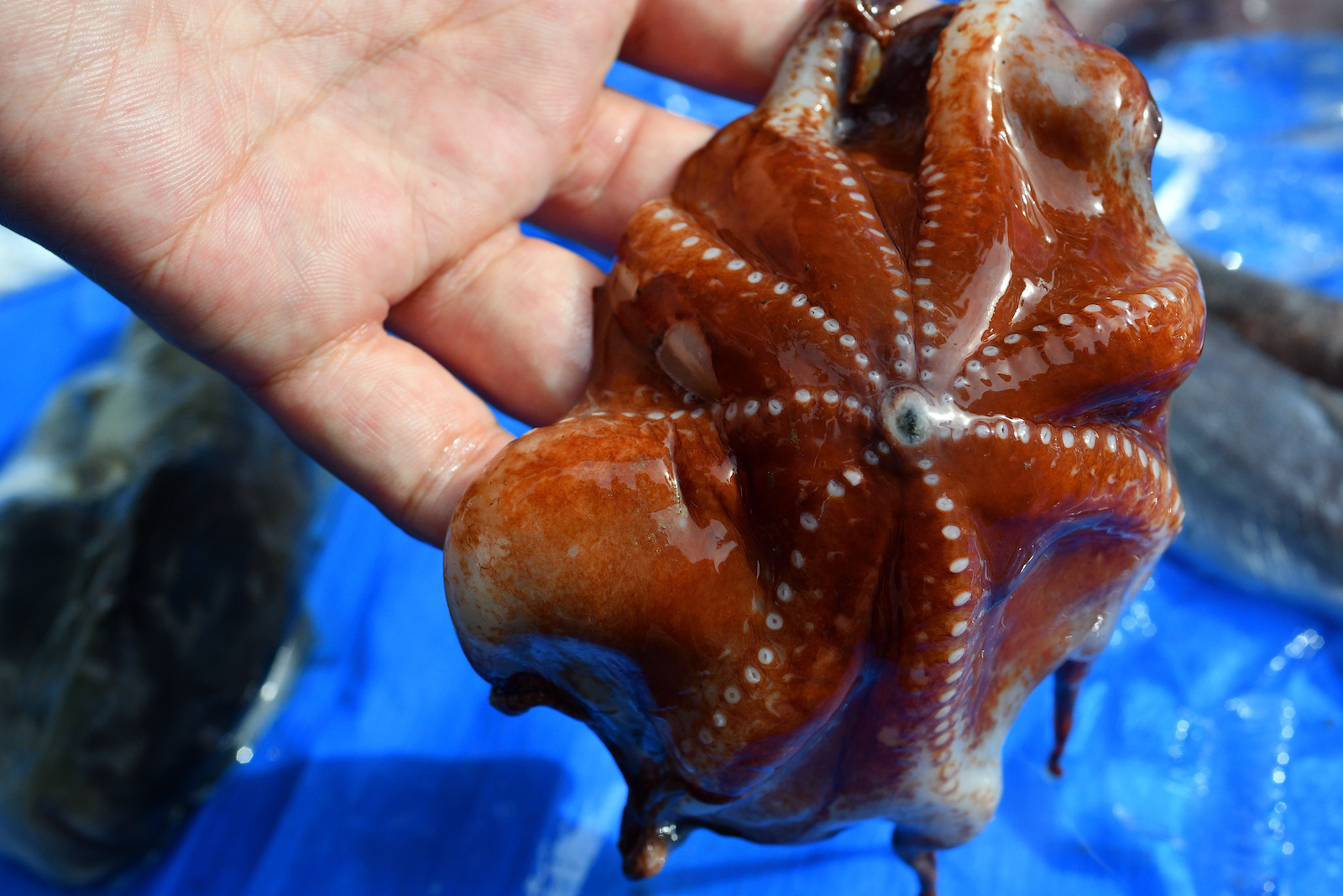 51 of the Most Colorful Octopuses and Squids in the World Color Meanings