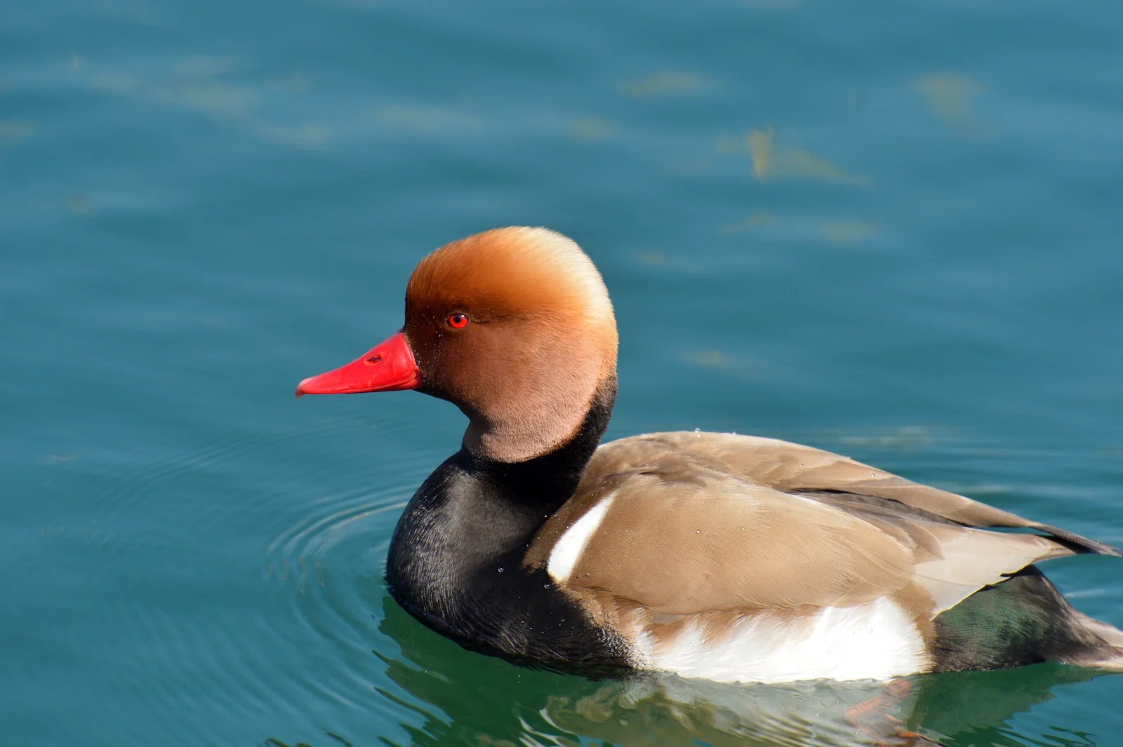 51 of the Most Colorful Ducks in the World Color Meanings