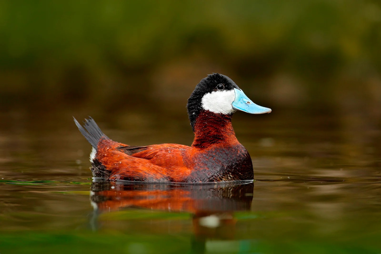 51 of the Most Colorful Ducks in the World Color Meanings