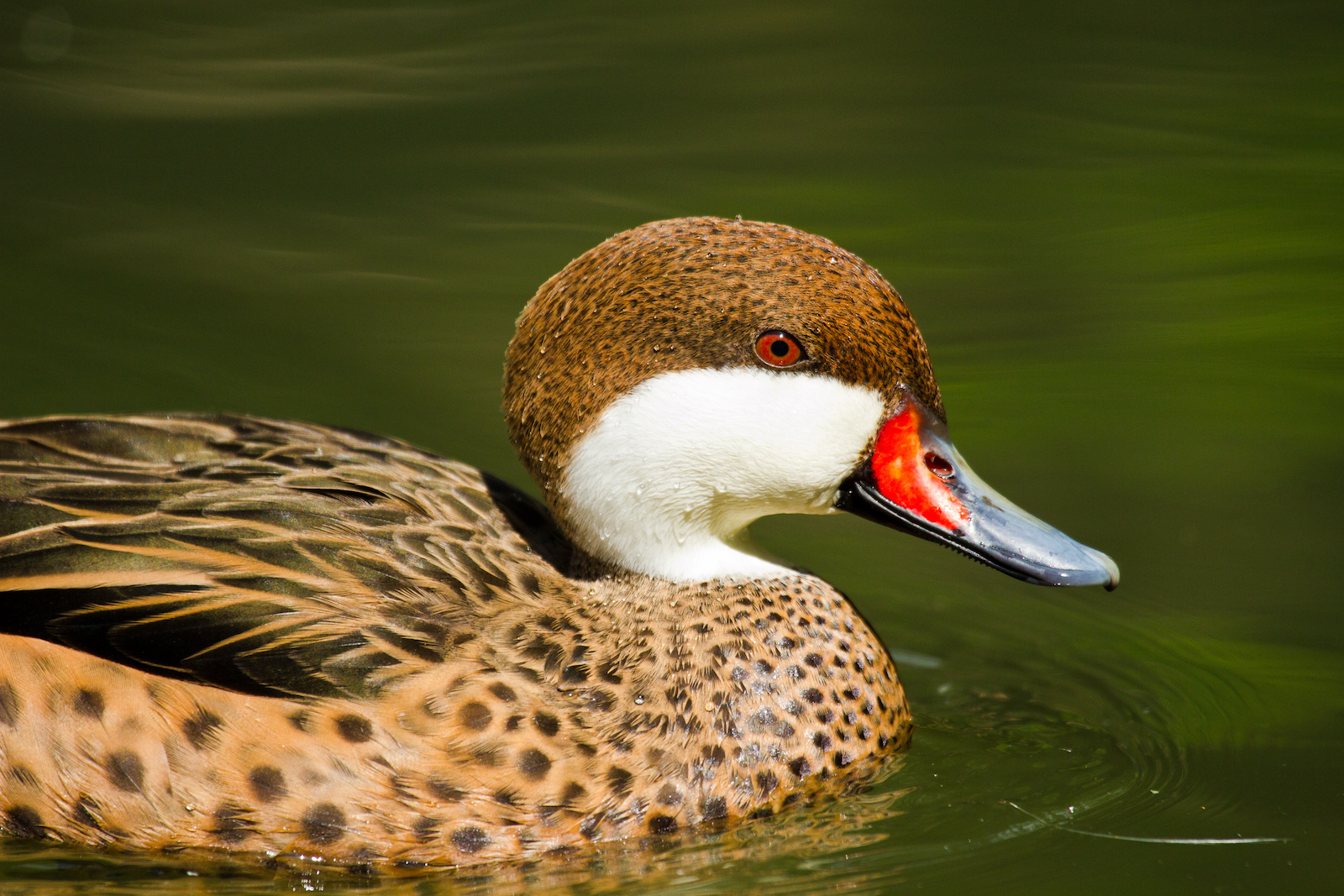 51 of the Most Colorful Ducks in the World Color Meanings