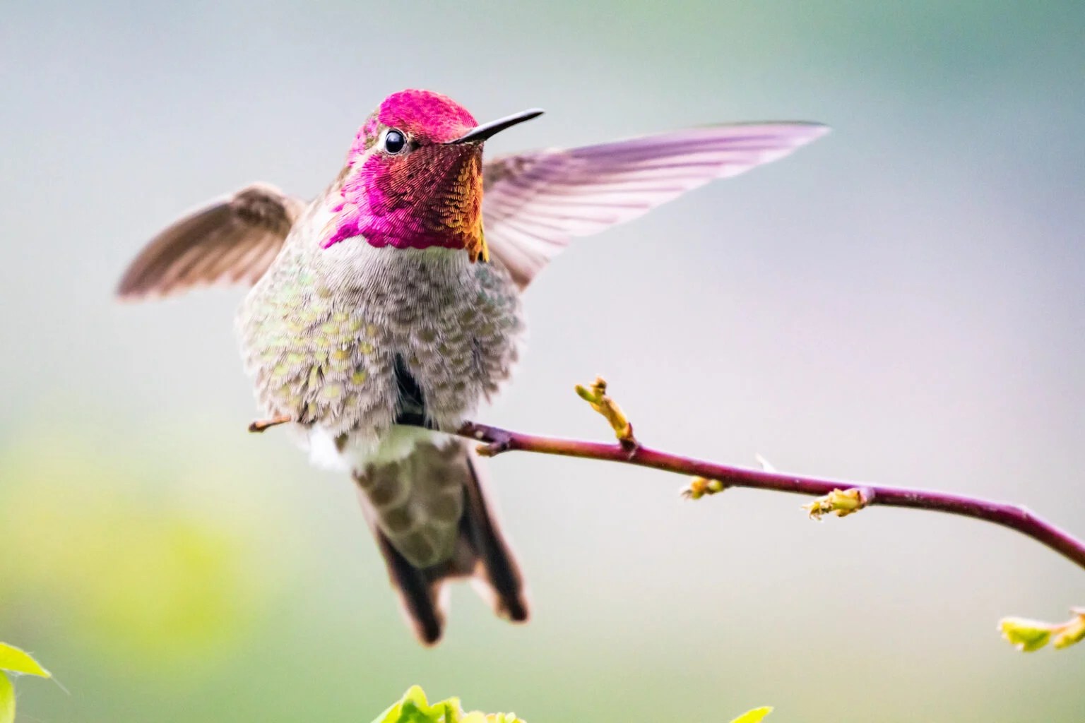 51 of the Most Colorful Hummingbirds in the World Color Meanings