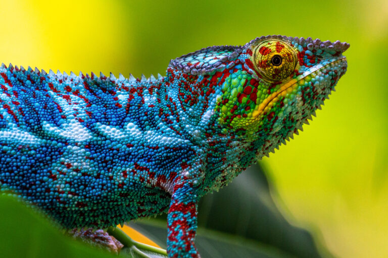 Why Do Chameleons Change Color and How Do They Do It? Color Meanings