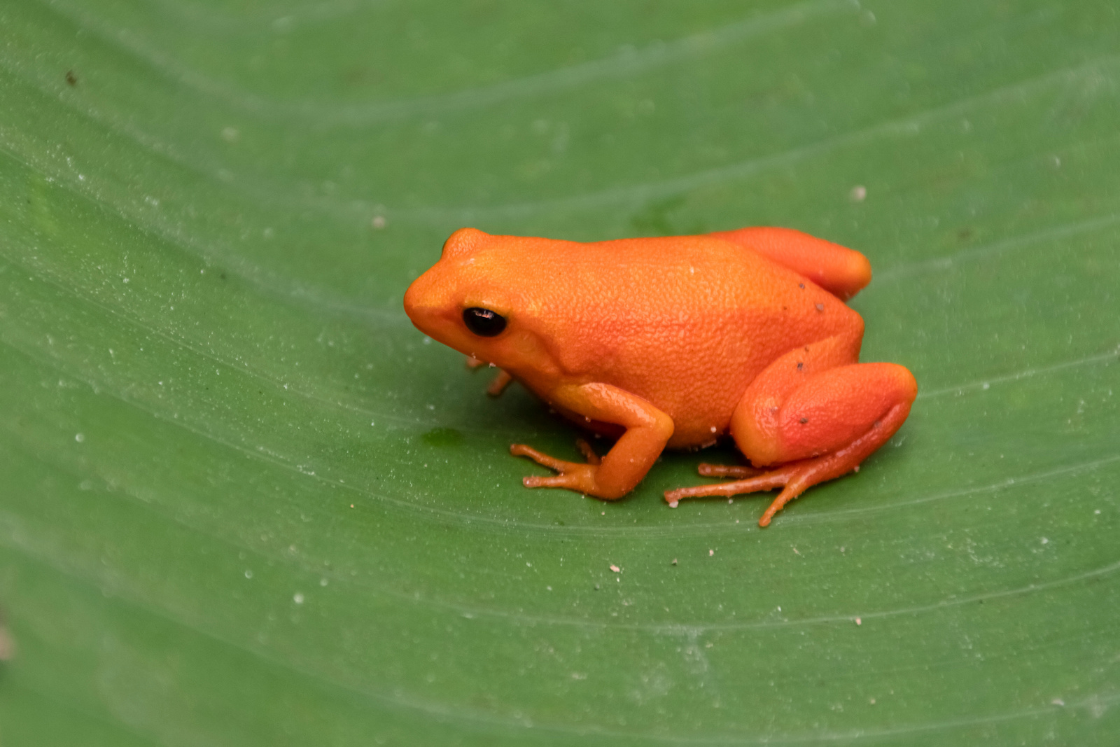 41 Orange Animals Found in Nature and Their Colorful Features Color