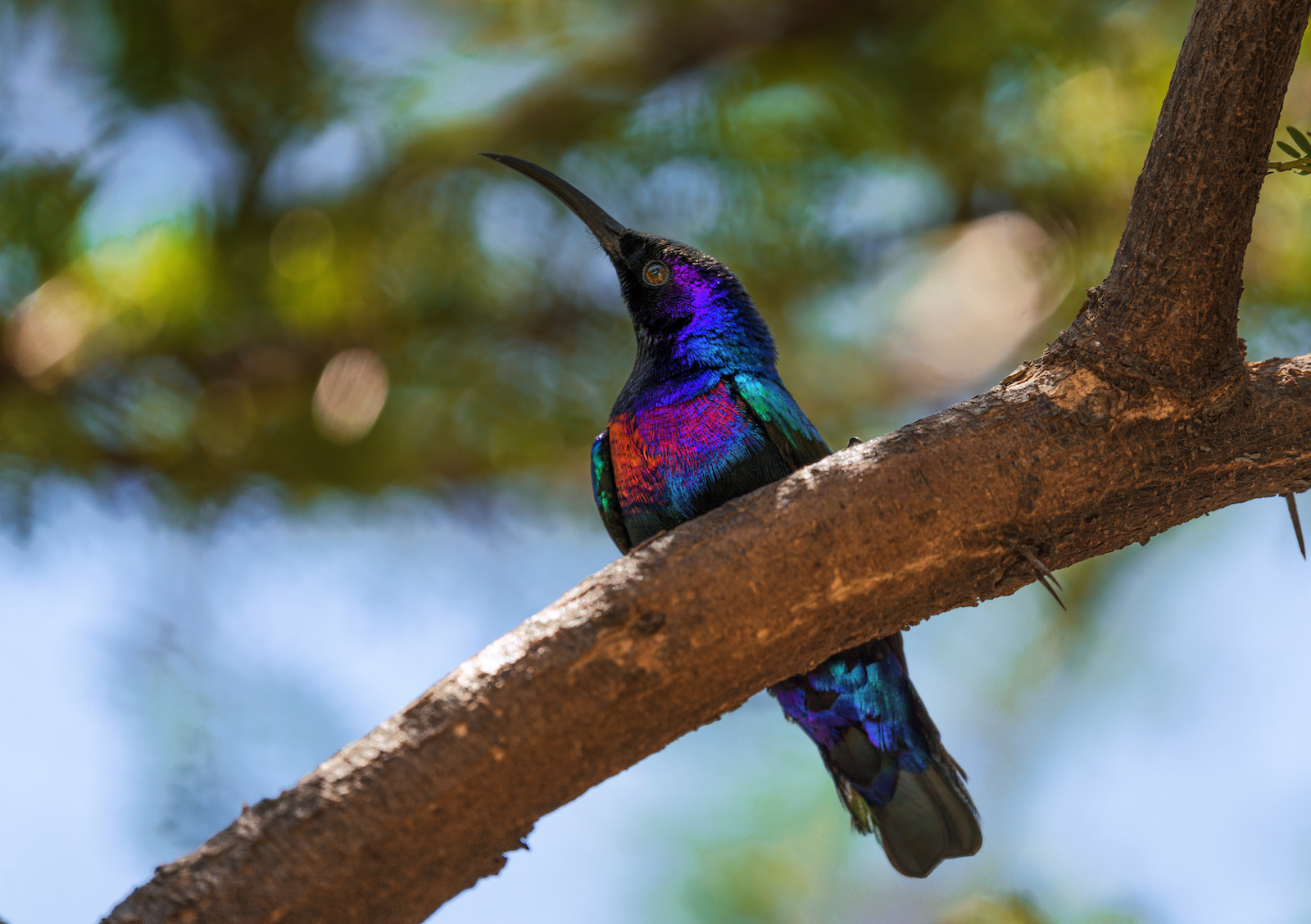 41 Purple Animals Found in Nature Color Meanings