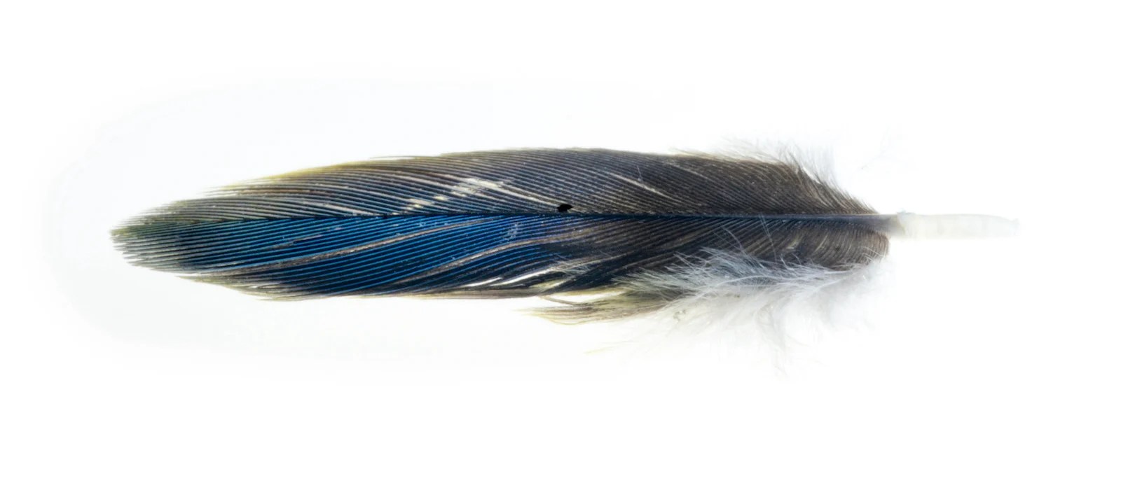 Blue Feather Meaning and Symbolism Color Meanings