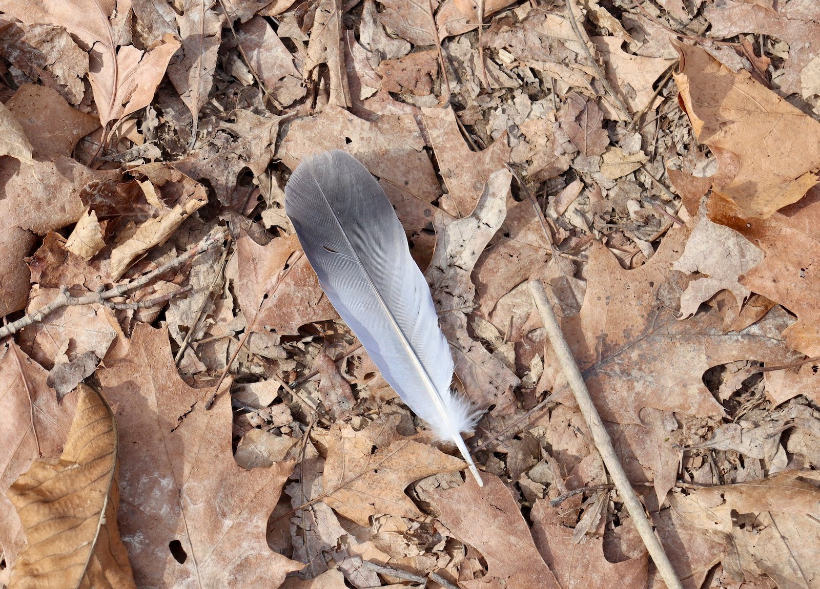 Gray Feather Meaning and Symbolism Color Meanings