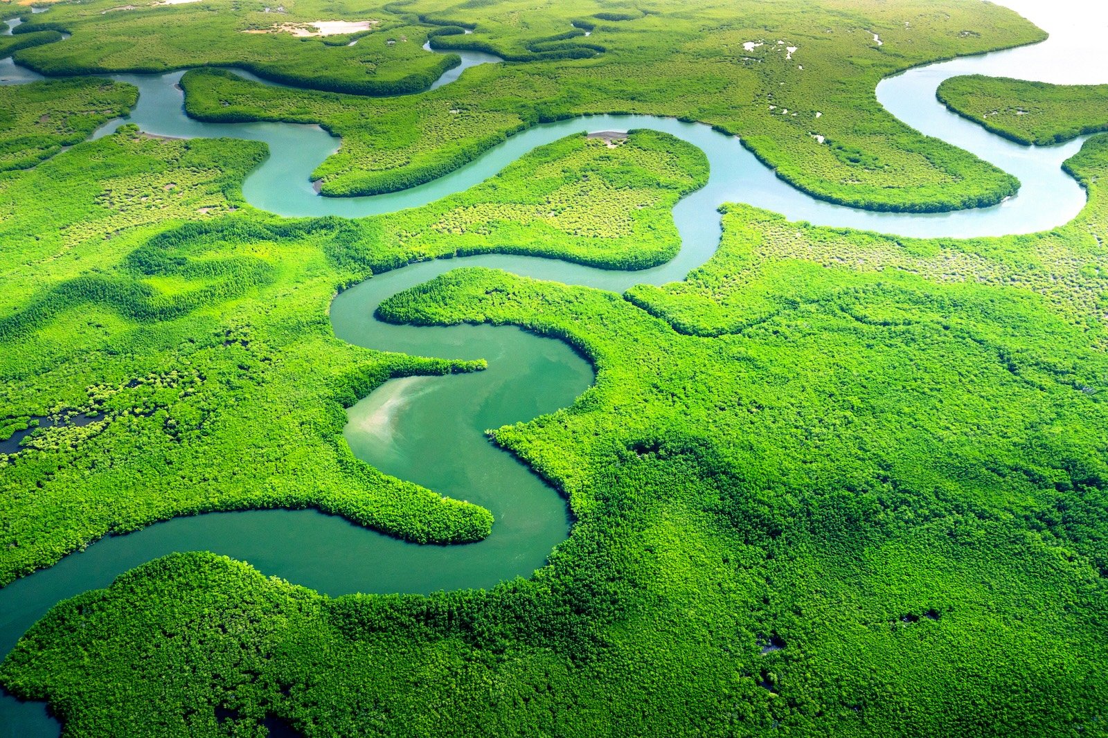 Discover the 50+ Green Colors Hidden in the Amazon Rainforest Color