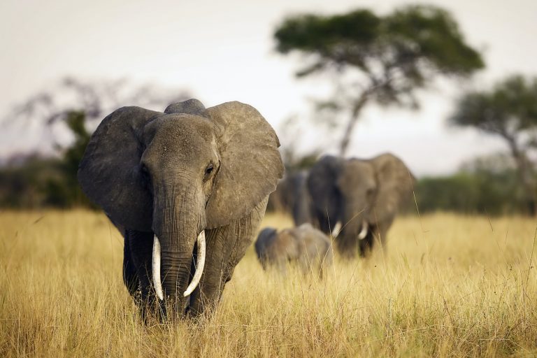 200+ Things That Are Gray in Nature (Full List and Photos) Color Meanings