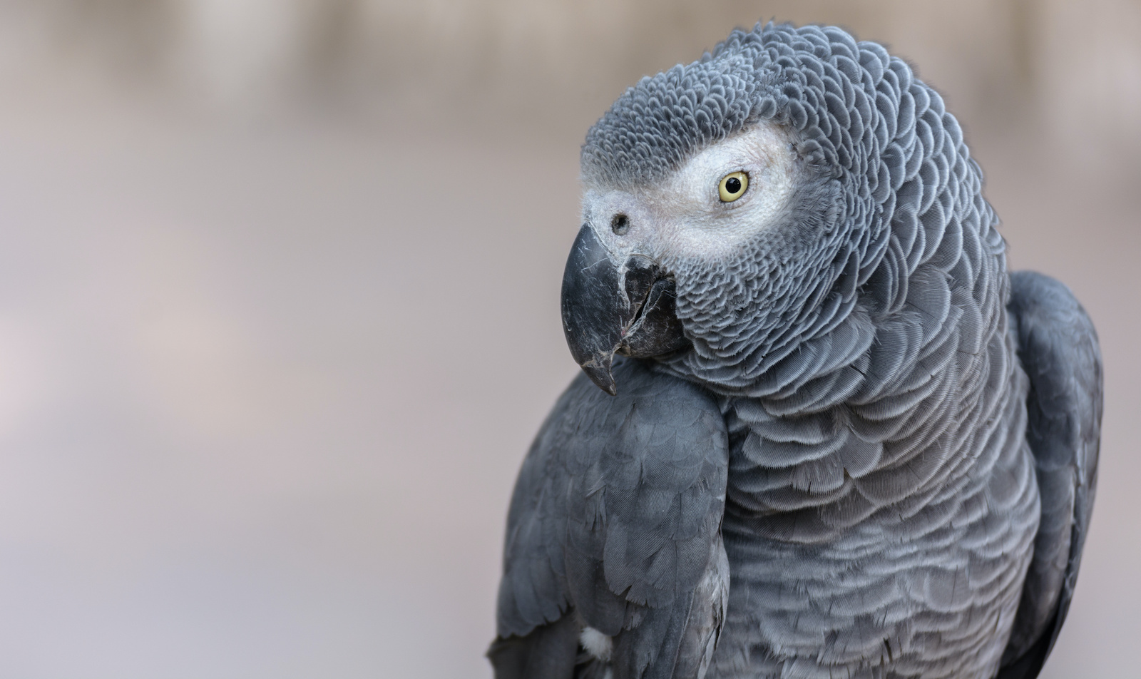 200+ Things That Are Gray in Nature (Full List and Photos) Color Meanings