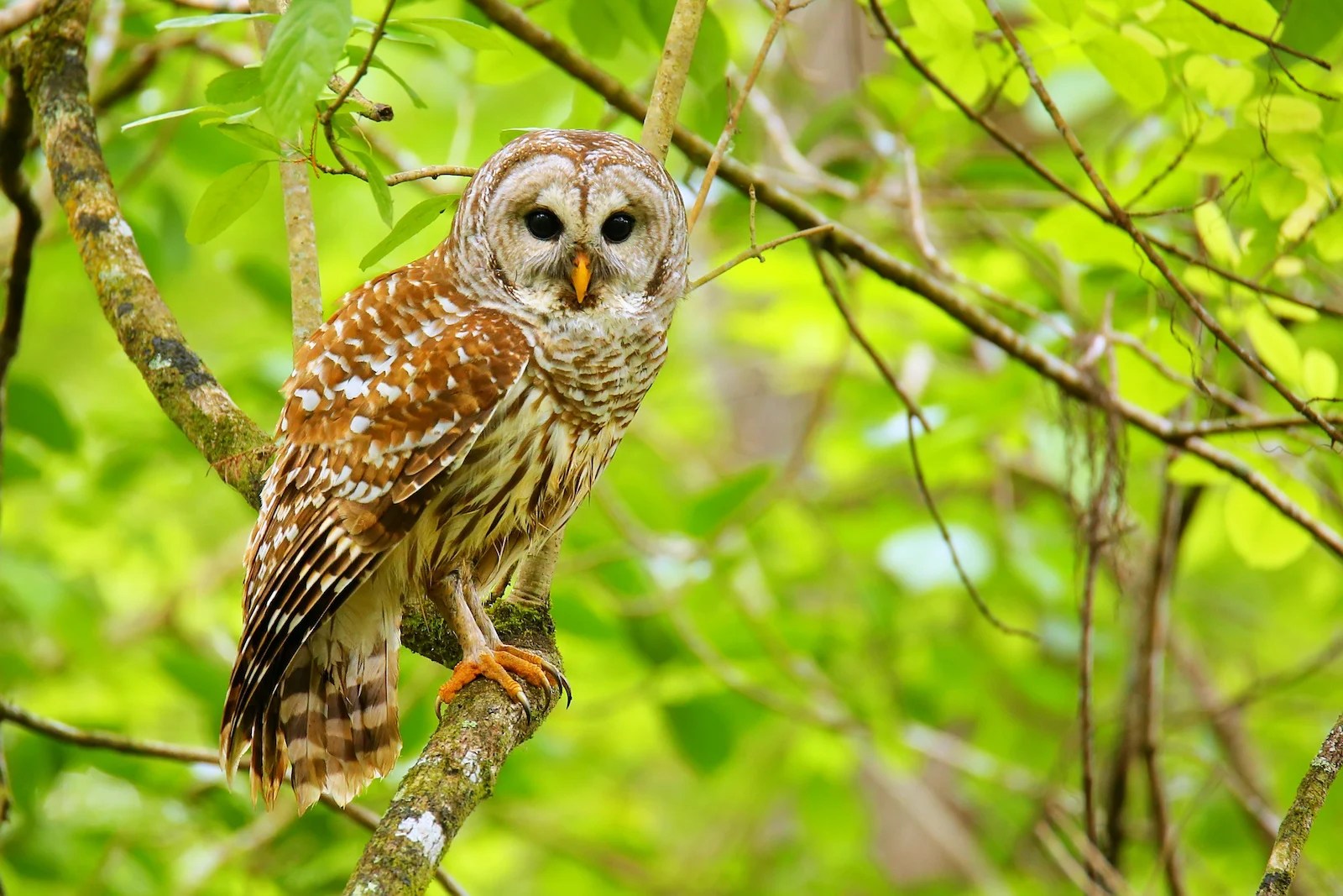 55 of the Most Colorful Owls in the World Color Meanings