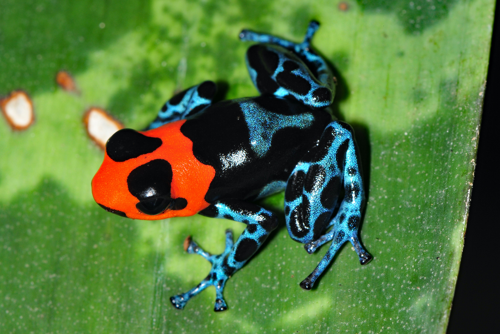 53 of the Most Colorful Frogs in the World Color Meanings
