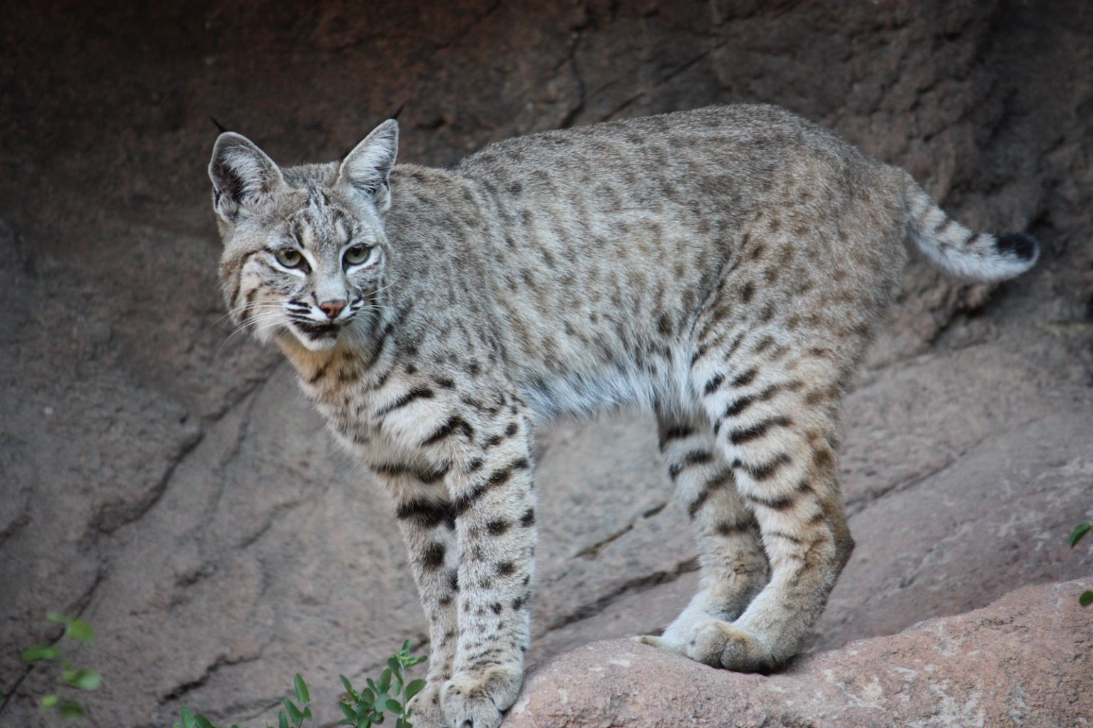 200+ Things That Are Gray in Nature (Full List and Photos) Color Meanings