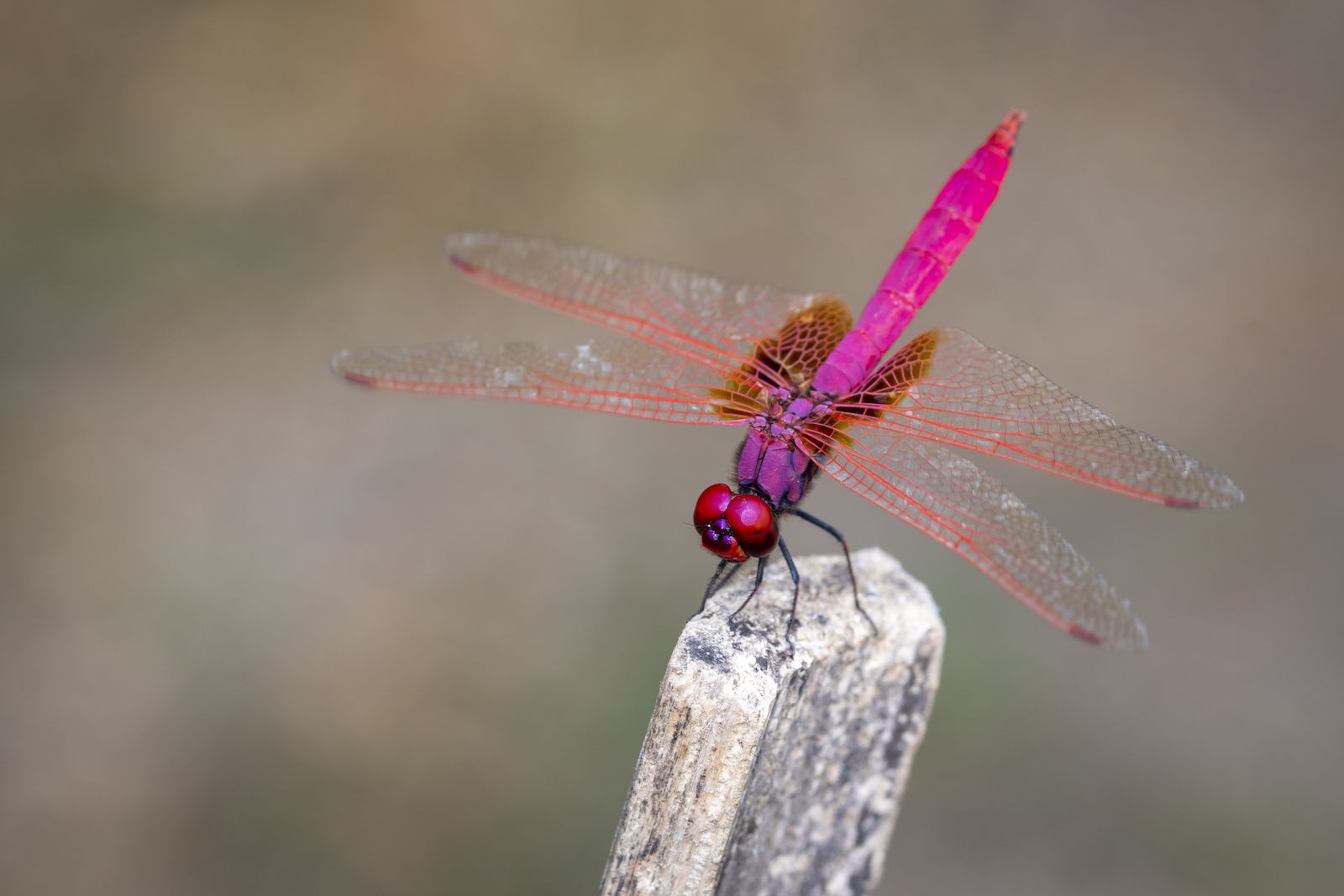 Dragonfly Color Symbolism 11 Different Colors of Dragonflies and Their