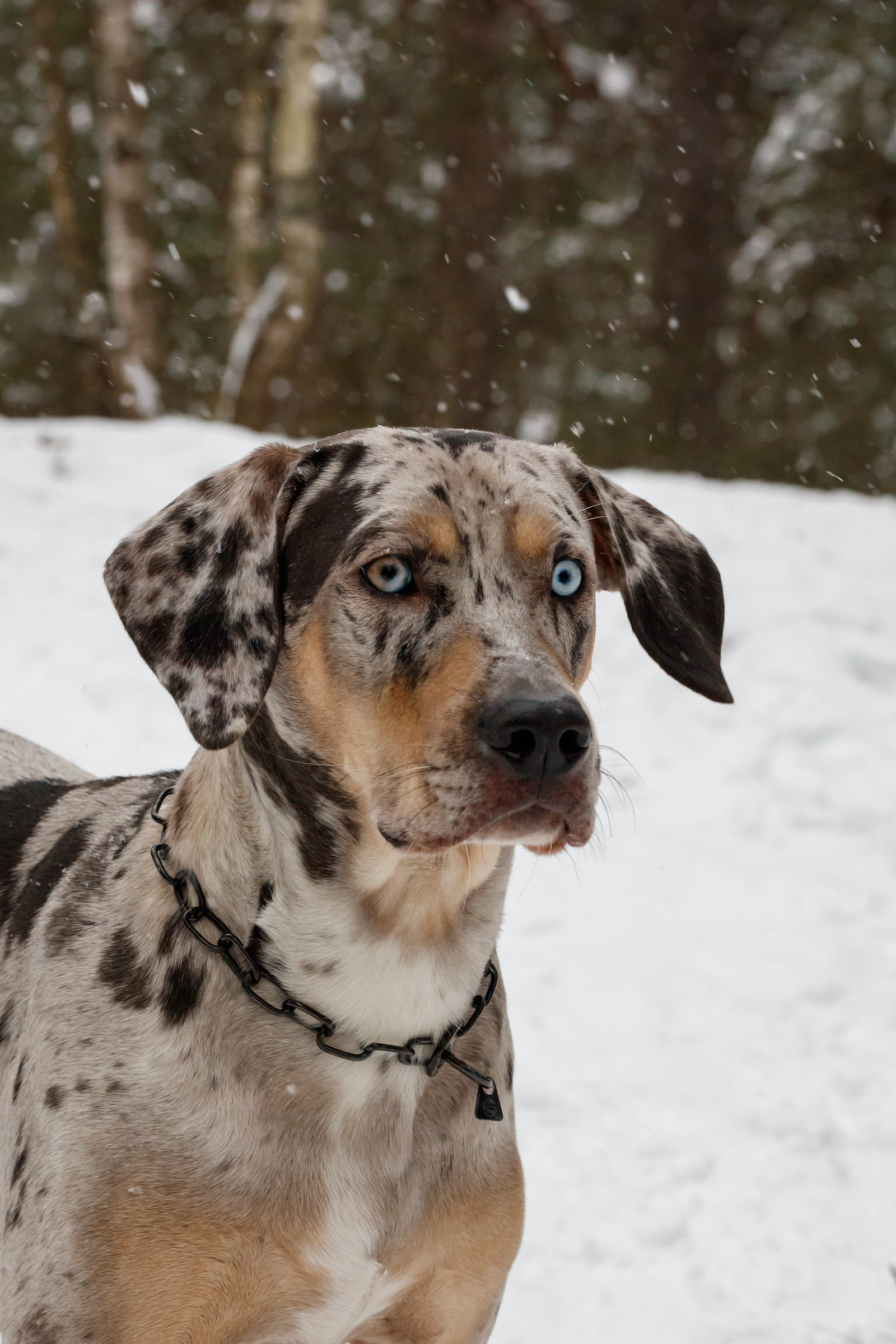 52 of the Most Colorful Dog Breeds in the World Color Meanings