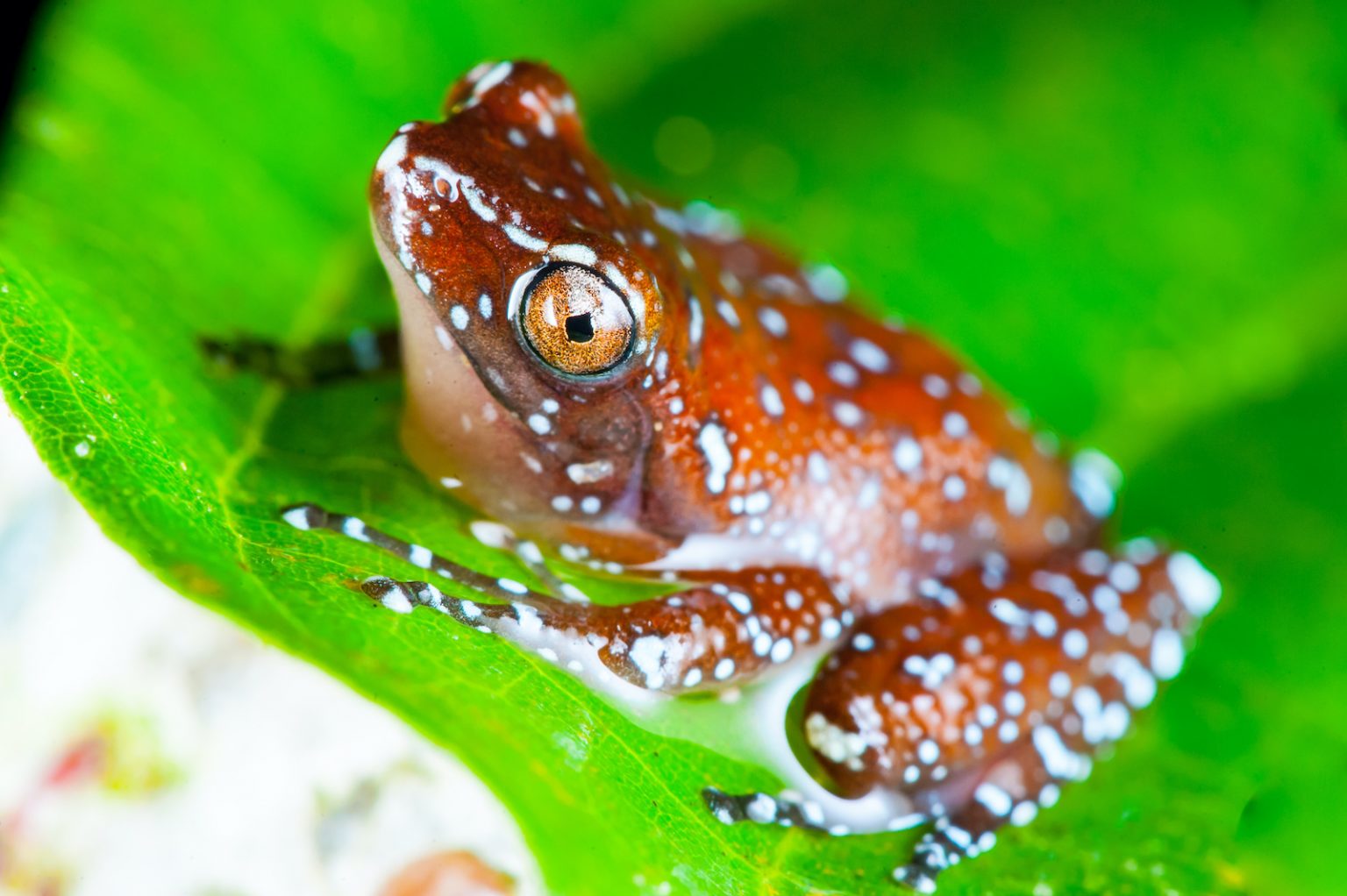 53 of the Most Colorful Frogs in the World Color Meanings
