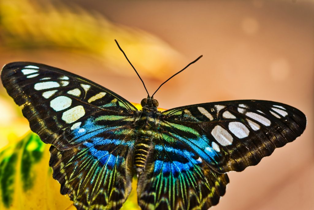 53 Most Colorful Butterflies in the World (2022)
