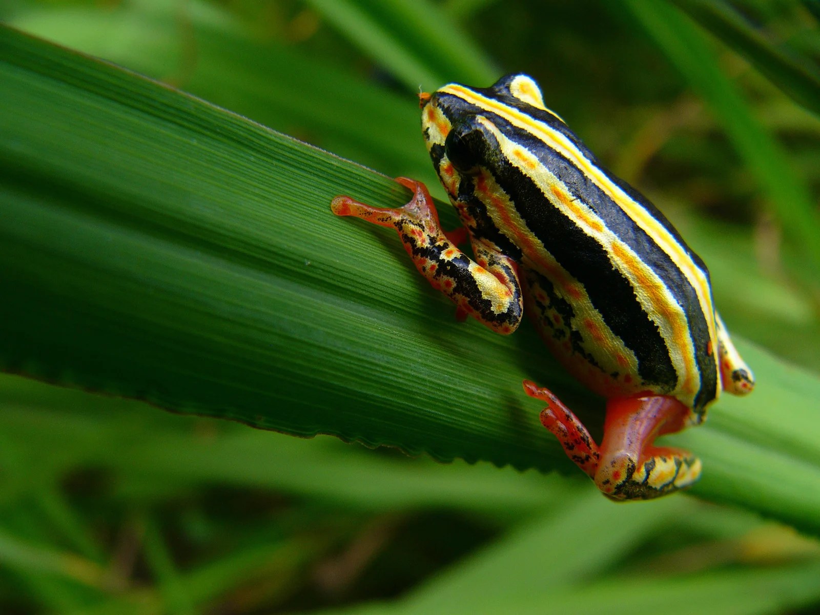 53 of the Most Colorful Frogs in the World Color Meanings