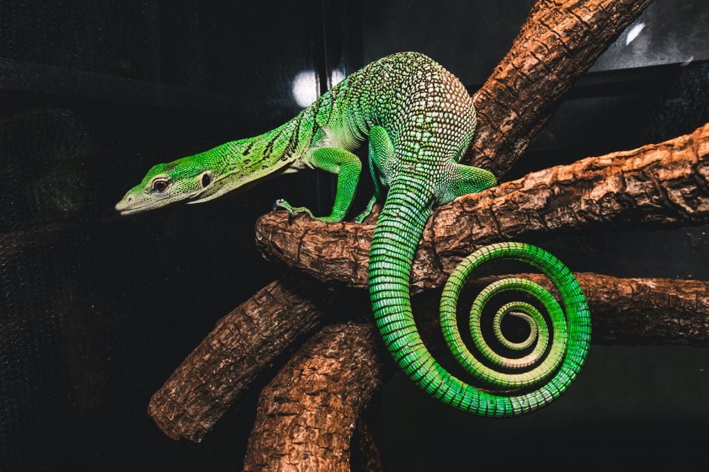 55 Most Colorful Lizards in the World (2022)