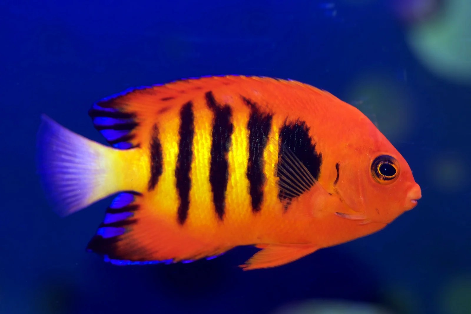 55 of the Most Colorful Fish in the World Color Meanings