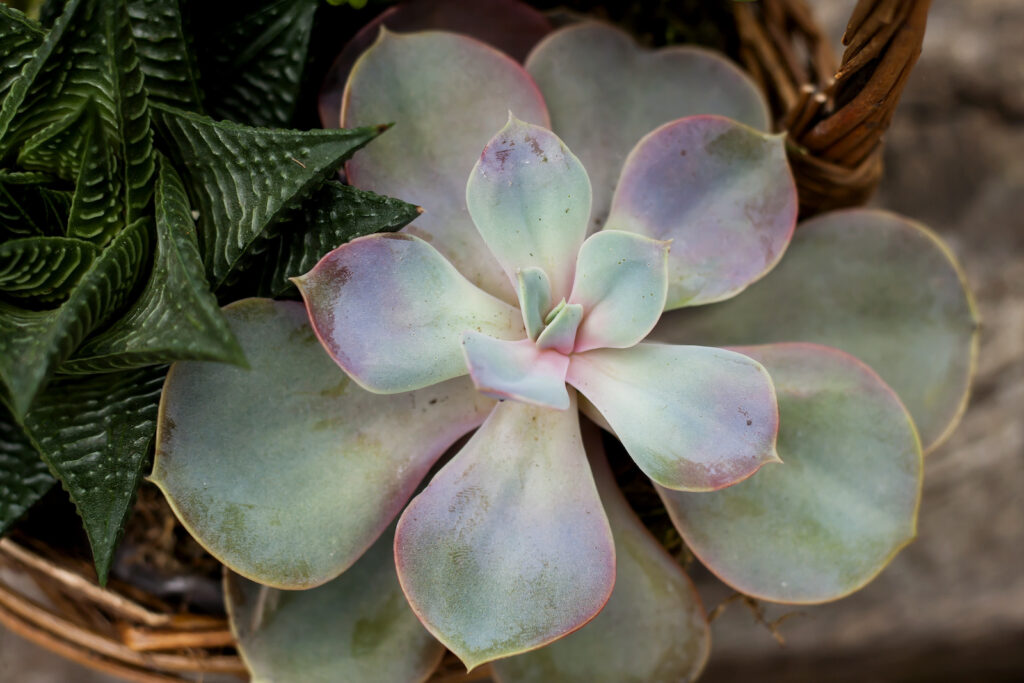 19+ Desert Flowering Plants ZayaZaahir