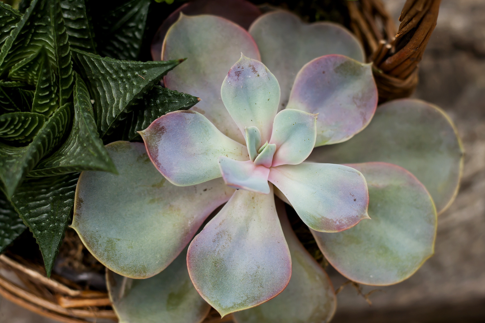 53 of the Most Colorful Desert Plants in the World Color Meanings