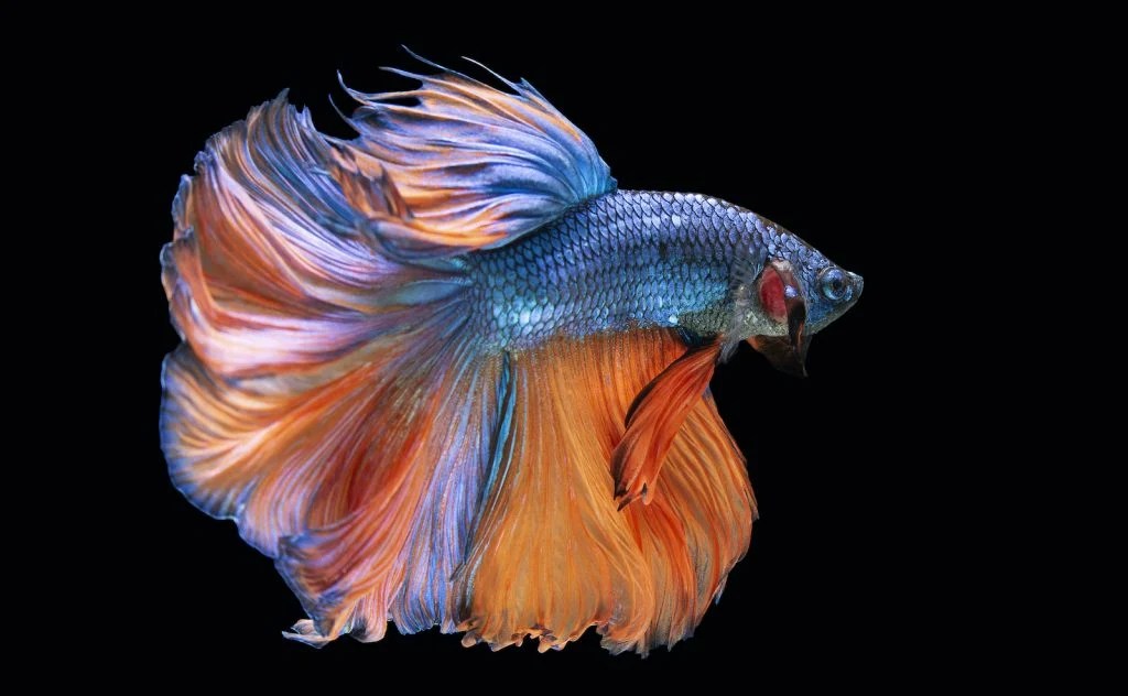 Colorful Images Of Fish