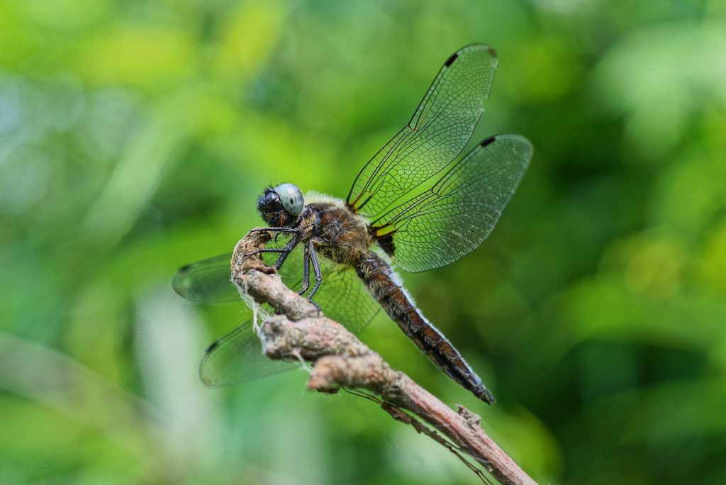 Dragonfly Color Symbolism 11 Different Colors of Dragonflies and Their